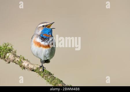 Il funambulista, ritratto di Blueghal maschio su una gamba (Luscinia svecica) Foto Stock