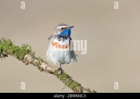 Il funambulista, ritratto di Blueghal maschio su una gamba (Luscinia svecica) Foto Stock