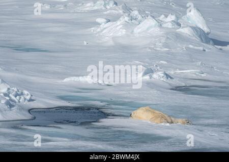 Un orso polare riposa su una mattinata estiva sulla calotta polare di ghiaccio intorno a Svalbard, Norvegia Foto Stock