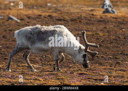 Renna Svalbard a Svalbard Foto Stock