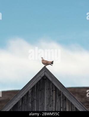 Svalbard Rock Ptarmigan su una capanna a Svalbard Foto Stock