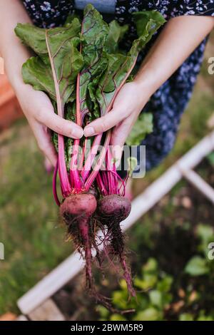 Mano che tiene le radici di barbabietole mature fresche in giardino rialzato del letto Foto Stock