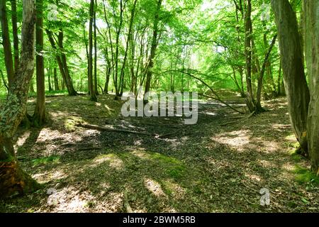 Letto di fiume asciugato a causa di una mancanza di pioggia a Charwood, Surrey. Foto Stock