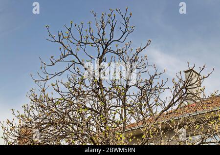 Castagno di cavallo, Conker o Aesculus hippocastanum con gemme e foglie giovani non sviluppate su uno sfondo di cielo di primavera, Sofia, Bulgaria Foto Stock