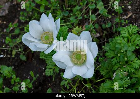 Legno Anemone, Anemone nemorosa, fiore a vento, fiore bianco fiorito da giardino con resistenza gialla, Sofia, Bulgaria Foto Stock