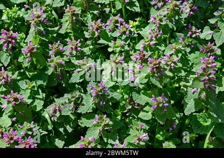 Il porpora deadortica, velikdenche o purpureo di Lamium è un erbaceo erbaceo, Sofia, Bulgaria Foto Stock