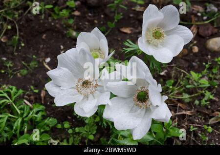 Legno Anemone, Anemone nemorosa, fiore a vento, fiore bianco fiorito da giardino con resistenza gialla, Sofia, Bulgaria Foto Stock