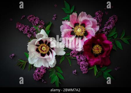 Arrangiamento floreale con peonie e lilaci su sfondo nero Foto Stock