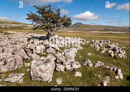 Una vista di Ingleborough (orizzonte) dal pavimento di pietra calcarea a Twistleton Scar, vicino a Ingleton, Yorkshire Dales National Park, Regno Unito Foto Stock