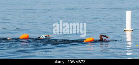 Due nuotatori in triathlon nero con dispositivi di galleggiamento arancione per la sicurezza stanno per passare una boa durante l'allenamento in mare. Foto Stock