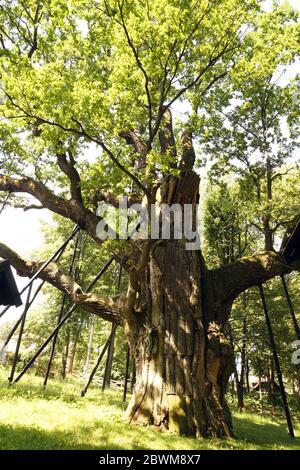 La quercia polacca più antica chiamata 'Bartek', di oltre 1000 anni Foto Stock