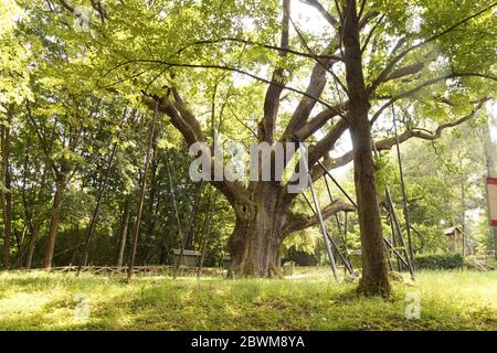 Monumento naturale - oltre 1000 anni, la quercia più antica in Polonia. Chiamato Bartek. Foto Stock
