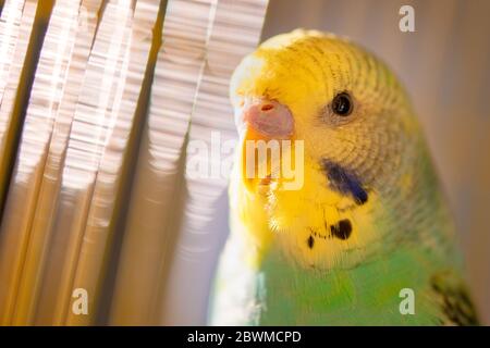 Il pappagallo verde del budgerigar si siede sulla gabbia vicino allo specchio. Carino verde budgie. Foto Stock