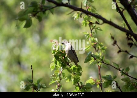Un passero marrone che mangia su un albero Foto Stock