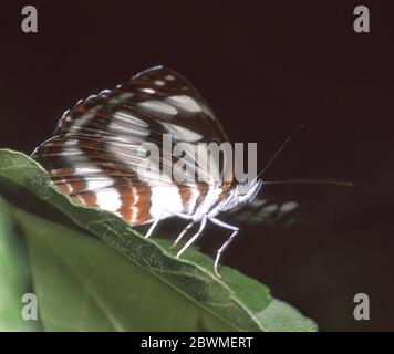 Butterfly, Neptis sappho, Common Glider, Bulgaria Foto Stock