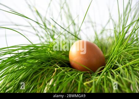 Uovo marrone organico di gallina pasquale in un nido di erba verde, fuoco selezionato, profondità di campo stretta Foto Stock