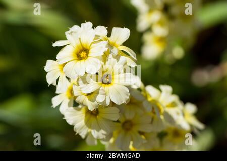 Siyrinchium striatum fiori chiocciole Foto Stock
