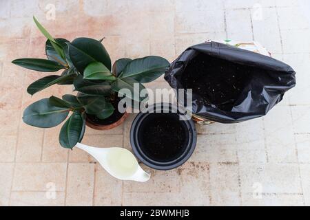 Attrezzi per la reinserimento di un impianto ficus elastica. Cambiare il vecchio e piccolo vaso, per crescere di più. Sacco di terreno e annaffiatura può sul lato. Impianto gomma re-po Foto Stock