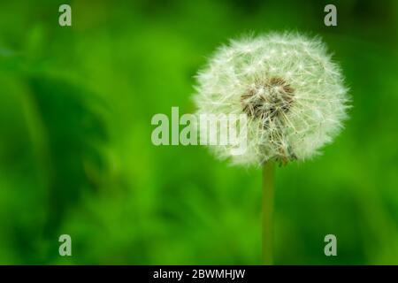 Dente di leone su sfondo verde, vista della primavera, primo piano Foto Stock