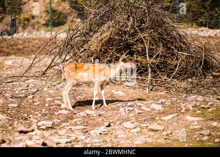 Carino daino macchiato è mammifero ruminante appartenente alla famiglia Cervidae. Allaccia i cervi nella foresta estiva Foto Stock