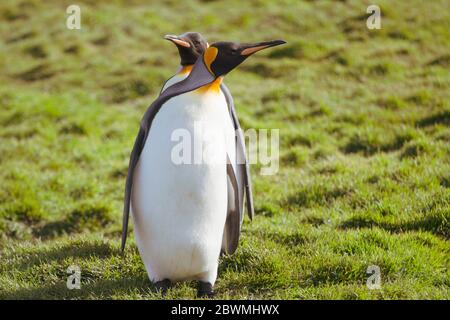 Due pinguini in piedi uno dopo l'altro su un prato verde Foto Stock