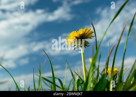 Fiore giallo di dente di leone in erba verde, nuvole bianche su un cielo blu, sole primavera giorno Foto Stock