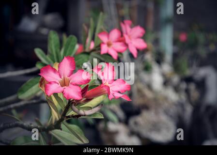 Bella rosa fiori di Adenium su blur verde foglie sfondo closeup. Adenium obesum è cresciuto come pianta domestica in regioni temperate. Foto Stock