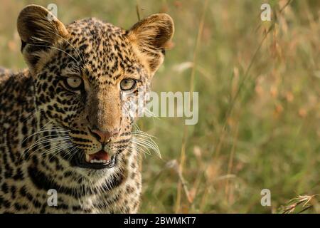 Adorabile ritratto di cucciolo leopardo, Maasai Mara, Kenya Foto Stock