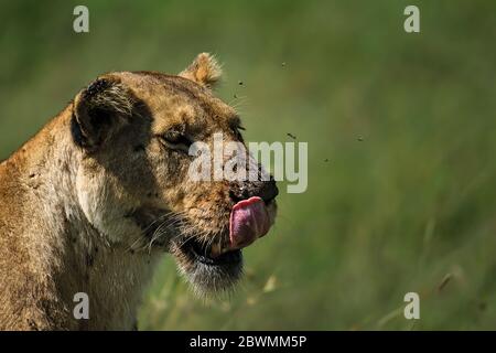 Ritratto di leonessa con lingua fuori leccando il suo naso, Maasai Mara, Kenya Foto Stock