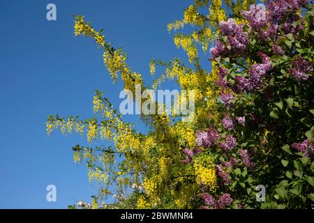 Laburnum giallo e fiori rosa lilla fioriscono dagli alberi il 21 aprile 2020 a Birmingham, Inghilterra, Regno Unito. Il Laburnum, talvolta chiamato catena dorata o pioggia dorata, è un genere di due specie di alberi della sottofamiglia Faboideae della famiglia dei piselli Fabaceae. Il lilla o Syringa è un genere di 12 specie attualmente riconosciute di piante boschive in fiore della famiglia delle olive, native di boschi e di macchia che è ampiamente e comunemente coltivato in zone temperate. Foto Stock