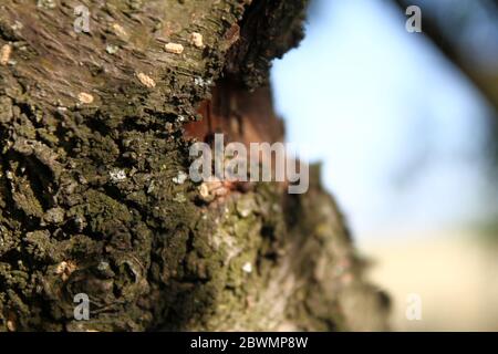 corteccia di radice di albero vecchio, primo piano macro Foto Stock