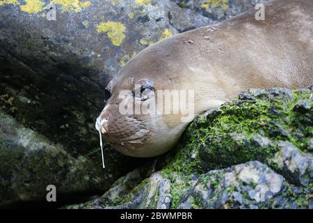 Foca elefante giacente su pietre con un po 'di fiuto appeso sul naso. Foto Stock