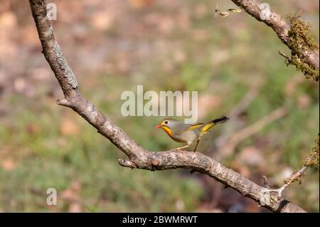 Leiotrix (Leiothrix lutea) uccello macchiato su albero a Sattal Foto Stock
