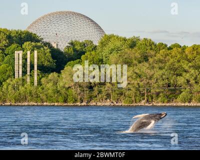 Una balena di ritorno che ha vagato intorno al fiume San Lorenzo vicino al Porto Vecchio di Montreal nel giugno 2020. Foto Stock
