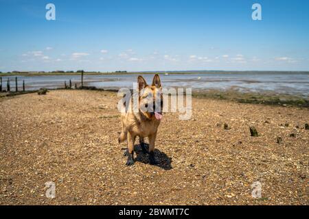 Pastore tedesco in piedi sulla riva Foto Stock