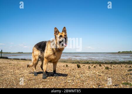 Alsaziano in piedi sulla riva Foto Stock