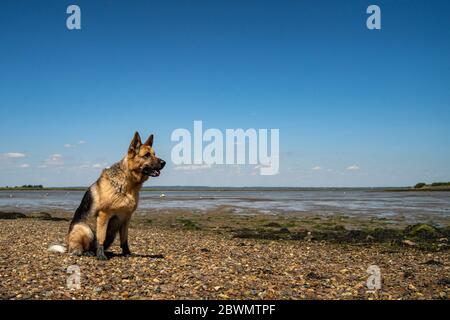 Alsaziano seduto su una spiaggia di ciottoli Foto Stock