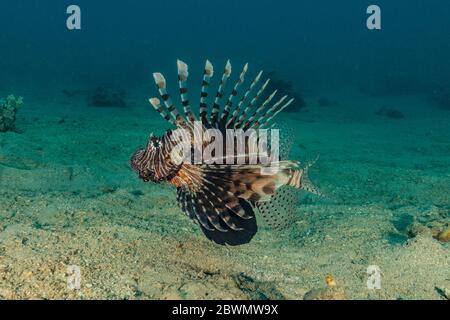 Lion pesci nel mare Rosso pesci colorati, Eilat Israel Foto Stock