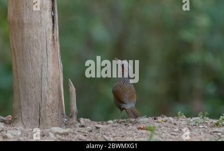 Striato Raughingthrush (Trocalopteron lineatum) che perdeva sull'albero Foto Stock