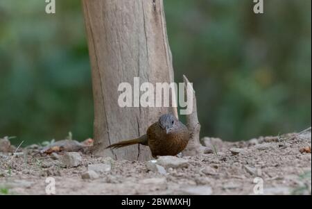 Striato Raughingthrush (Trocalopteron lineatum) che perdeva sull'albero Foto Stock