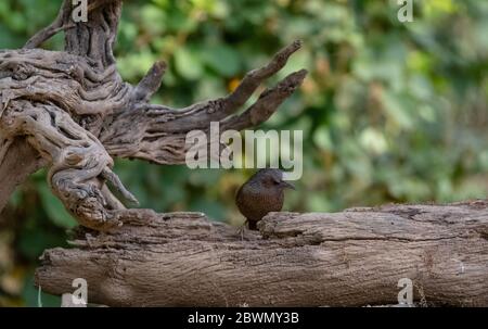 Striato Raughingthrush (Trocalopteron lineatum) che perdeva sull'albero Foto Stock