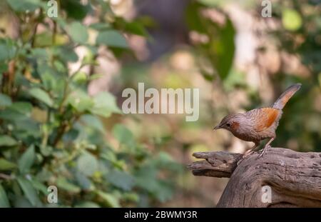 Striato Raughingthrush (Trocalopteron lineatum) che perdeva sull'albero Foto Stock