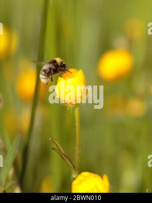 Bumblebee foraging among Buttercups Foto Stock