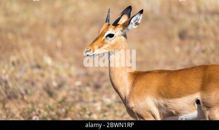 Un antilope nel mezzo della savana del Kenya Foto Stock