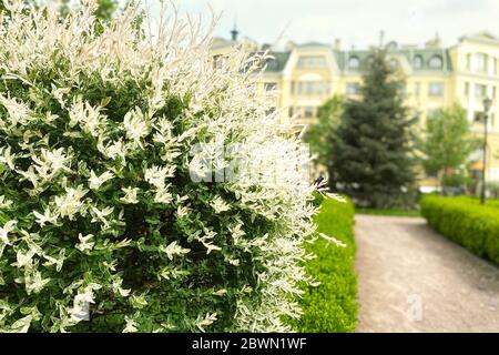 Salix integra, piante da giardino decorative bianche e verdi. Bush del salice sono interi fogli giapponesi, Hakuro Nishiki. Arredo urbano. Foto Stock