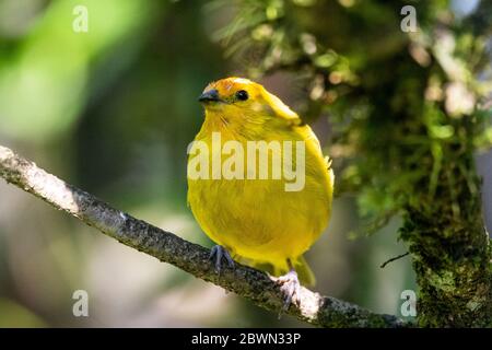 Bell'uccello tropicale giallo sul ramo verde della foresta pluviale atlantica, Serrinha do Alambari, Monti Mantiqueira, Rio de Janeiro, Brasile Foto Stock