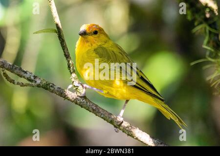 Bell'uccello tropicale giallo sul ramo verde della foresta pluviale atlantica, Serrinha do Alambari, Monti Mantiqueira, Rio de Janeiro, Brasile Foto Stock