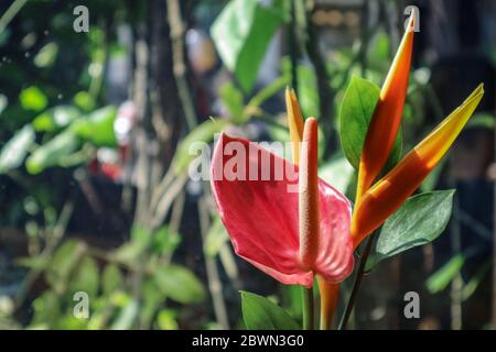 Bella uccello del Paradiso fiore (Strelitzia reginae) su sfondo verde Foto Stock