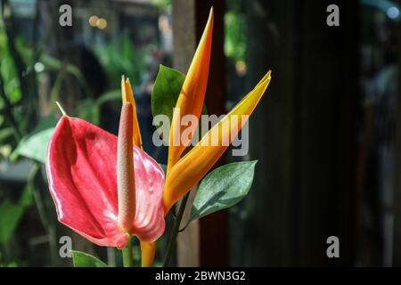 Bella uccello del Paradiso fiore (Strelitzia reginae) su sfondo verde Foto Stock