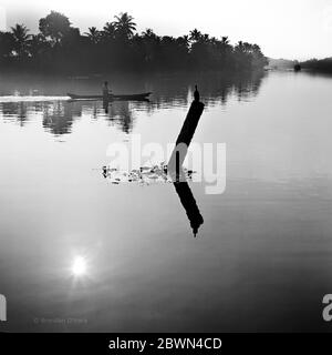 Il cormorano dalle silhouette si siede appollaiato su un palo inclinato mentre un uomo pagaia una canoa scavata attraverso le placide acque retrostanti del Kerala, mentre un Kettuvallam scompare nella nebbiosa linea di palme Foto Stock